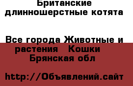 Британские длинношерстные котята - Все города Животные и растения » Кошки   . Брянская обл.